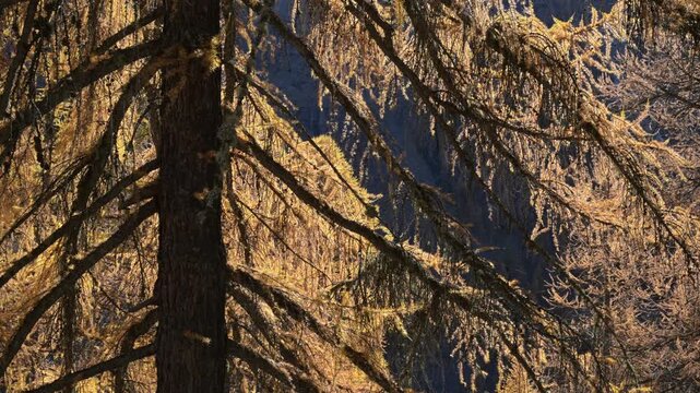 wood in autumn, wood in fall, trees with yellow leaves, larch,  Larix decidua, fall, autumn, orange, yellow, plays of light, mountain,  hiking, tourist, walking, Valnontey, gran paradiso national park