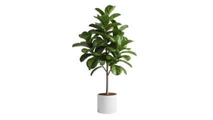 Tall ficus tree in a white pot isolated on transparent background
