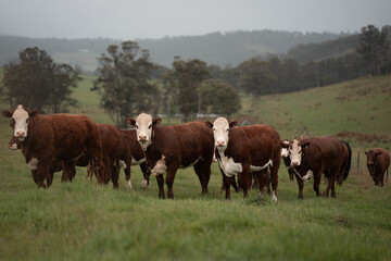 beautiful cattle in Australia  eating grass, grazing on pasture. Herd of cows free range beef being regenerative raised on an agricultural farm. Sustainable farming