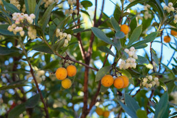 Close-up footage of an Arbutus unedo, commonly known as the Strawberry Tree, swaying gently in the breeze on a sunny day