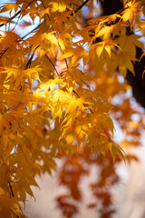 아름다운 단풍잎