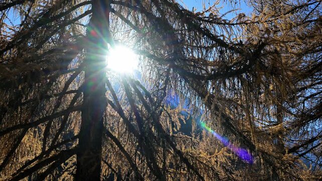 wood in autumn, wood in fall, trees with yellow leaves, larch,  Larix decidua, fall, autumn, orange, yellow, plays of light, mountain,  hiking, tourist, walking, Valnontey, gran paradiso national park