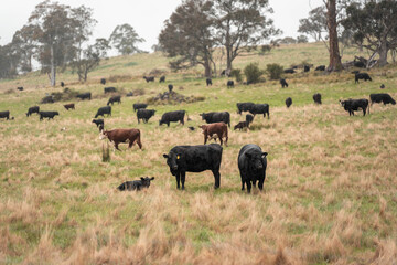 beautiful cattle in Australia  eating grass, grazing on pasture. Herd of cows free range beef being regenerative raised on an agricultural farm. Sustainable farming