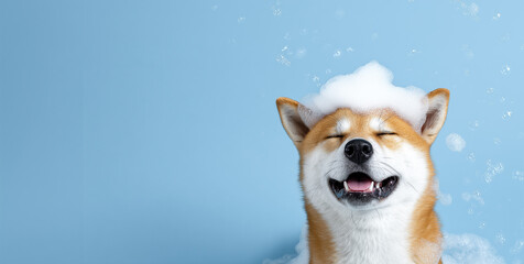A happy white and red Akita Inu sits with her eyes closed, soapy foam on her head, against a blue background. Animal water treatments, grooming. Banner with space for text. Puppy Day.