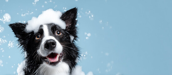 A happy black and white Border Collie sits with her eyes closed, soapy foam on her head, against a blue background. Animal bathing and grooming. Banner with space for text. Puppy Day.