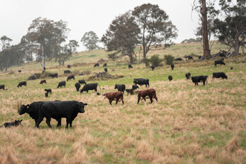 beautiful cattle in Australia  eating grass, grazing on pasture. Herd of cows free range beef being regenerative raised on an agricultural farm. Sustainable farming