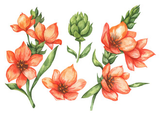 Watercolor set with grass lily (Ornithogalum umbellatum) on a white background. Hand drawn sketch. Template for floral textile design, paper.