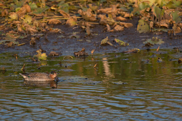 Green-Winged Teal swimming on the wetlands of Montezuma National Wildlife Refuge