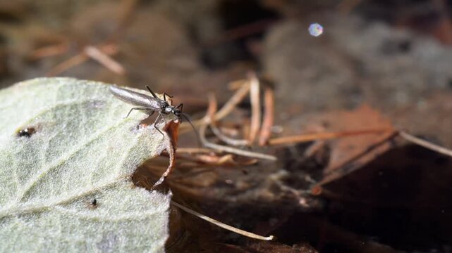 caddysflies in near water,  fall, forest, caddisfly , caddis-fly, trichopteran, adult, tricoptera, autumn,  mountain, Valle d'Aosta, Italy, in flight, fall, forest, caddisfly , Gran Paradiso Park