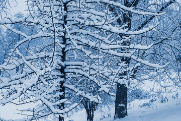Trees covered with snow on a cloudy winter day.