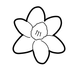 Daffodil Flower Floral Natural organic line hand drawn Flora beautiful
