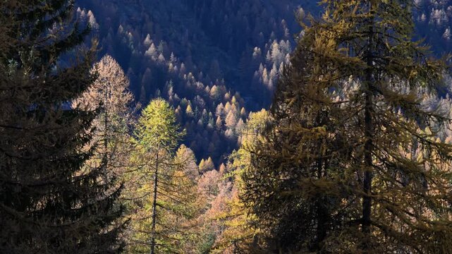 wood in autumn, wood in fall, trees with yellow leaves, larch,  Larix decidua, fall, autumn, orange, yellow, plays of light, mountain,  tourist, walking, Lillaz, Cogne, gran paradiso national park