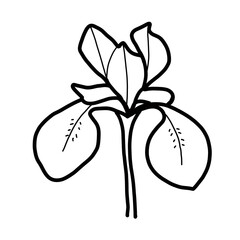 Iris Flower Floral Natural hand drawn flora beautiful
