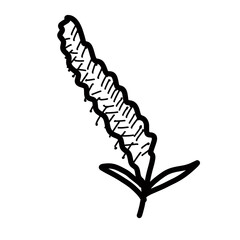 Willow Flower Floral Natural hand drawn flora beautiful
