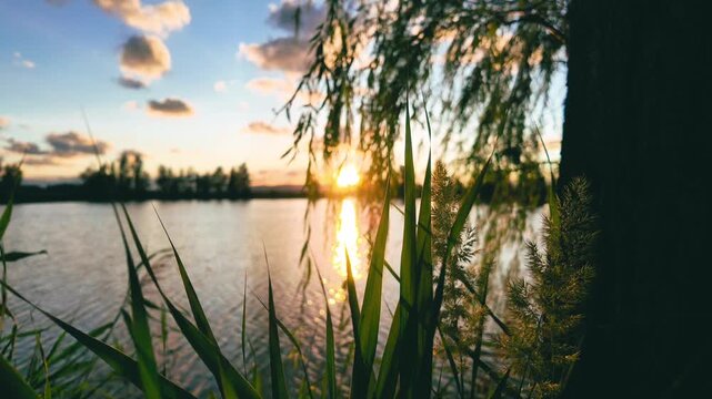 Tranquil Lake Sunset Through Willow Trees and Reeds