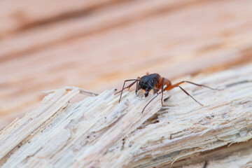 Closeup of the Face of a Carpenter Ant