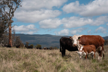 beautiful cattle in Australia  eating grass, grazing on pasture. Herd of cows free range beef being regenerative raised on an agricultural farm. Sustainable farming