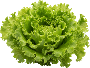 Fresh green lettuce head isolated on white background. Crisp leafy vegetable for healthy salad and sandwich. Organic raw ingredient for weight loss diet and vegetarian nutrition food concepts.