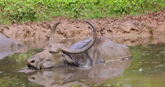 Wild Water Buffalo (Bubalus arnee) Bathing in a Muddy Waterhole, Yala National Park, Sri Lanka