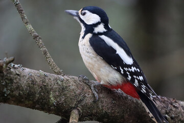 Naklejka premium woodbecker on the tree branch
