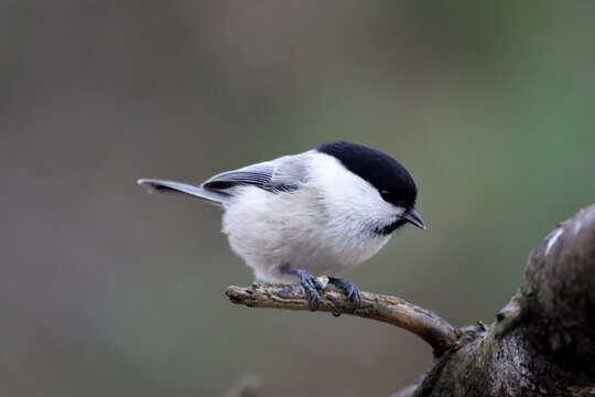great tit parus major