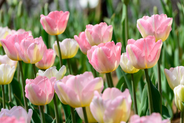 Vibrant Pink and Pale Yellow Tulips in a Large Spring Flower Field