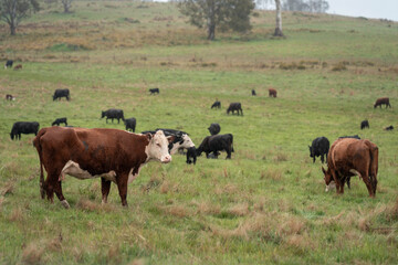 beautiful cattle in Australia  eating grass, grazing on pasture. Herd of cows free range beef being regenerative raised on an agricultural farm. Sustainable farming