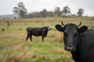 beautiful cattle in Australia  eating grass, grazing on pasture. Herd of cows free range beef being regenerative raised on an agricultural farm. Sustainable farming