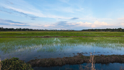 Fototapeta premium A green rice field with abundant water due to heavy rainfall, showing young crops growing under a cloudy sky, with palm trees lining the horizon.
