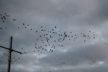 A moody evening scene shows a flock of birds crossing a cloudy sky above a harbor, with a ship mast on the left and a warm streetlamp on the right, creating dramatic silhouettes.