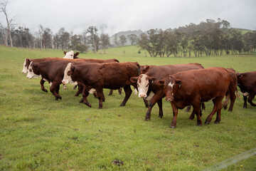 beautiful cattle in Australia  eating grass, grazing on pasture. Herd of cows free range beef being regenerative raised on an agricultural farm. Sustainable farming