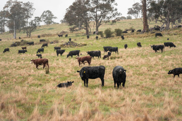 beautiful cattle in Australia  eating grass, grazing on pasture. Herd of cows free range beef being regenerative raised on an agricultural farm. Sustainable farming