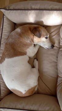 Dog Jack Russell terrier sleeping resting on beige comfortable pet sofa. top view from above vertical video footage atmosphere of comfort. contrasting atmospheric shadows 
