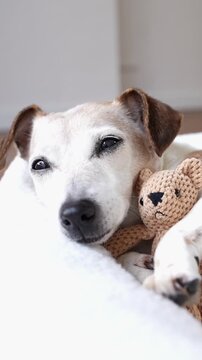 Senior dog lies in pet white bed, licking, hugs teddy bear toy, and falls asleep/ sleepy dog eyes. Adorable sweet friends vertical video footage