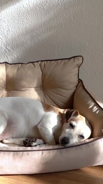 Dog Jack Russell terrier with gray muzzle looks at camera and rests on beige comfortable sofa. Close-up vertical video footage atmosphere of comfort. contrasting atmospheric shadows on the wall