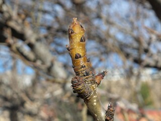 Winter Buds of Prairie Gem Pear (Pyrus ussuriensis ‘Prairie Gem’), Colorado