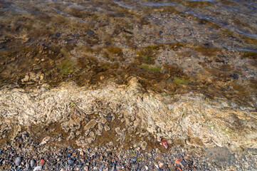 Brown seaweed accumulated along shoreline on beach, emitting unpleasant smell and starting to rot under warm sun