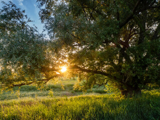 Summer sunset behind the tree