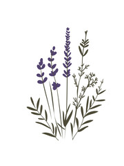 hand-drawn lavender stem design