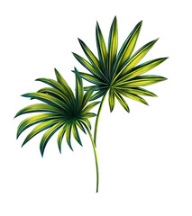 Illustration of tropical fan palm leaves. Print with exotic plant. Botanical art