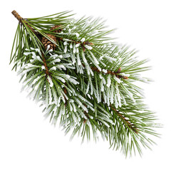 Frosty pine branch with cones evokes winter magic and holiday cheer