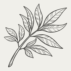 Elegant black and white line drawing of a leafy branch