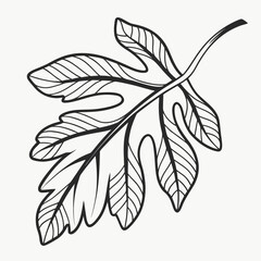 Stylized black and white fig leaf illustration