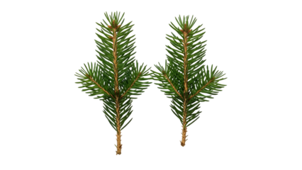 Two green pine tree branches with brown stems isolated on a transparent background 1