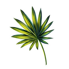 Illustration of tropical fan palm leaves. Print with exotic plant. Botanical art