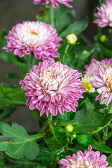 Obraz premium 幾重にも重なる花びらが美しいピンクと紫の菊の花