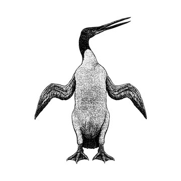 Waimanu, an ancient, flightless seabird considered one of the earliest known penguins. Shown in a detailed vintage engraving style, the bird features elongated wings adapted for swimming.