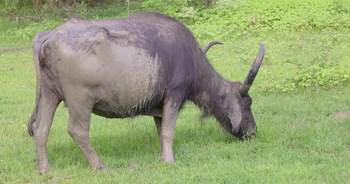 Asian Water Buffalo (Bubalus bubalis) Grazing on Grass in Yala National Park, Sri Lanka