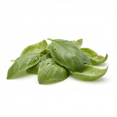 Obraz premium a small, loose pile of ten fresh organic basil leaves with minor, natural imperfections