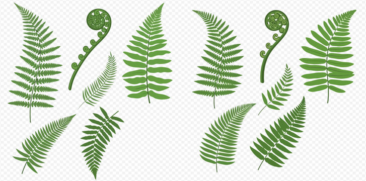 Collection of green fern leaves and fronds, botanical elements for natural design.
